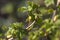 Young blackcurrant leaves, the first tender spring leaves on a tree branch