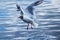 Young blackheaded seagulll starting to fly over water