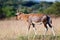 Young Blesbok from side