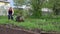 Young blond muscular farmer cultivates ground soil with rotary mini tiller.