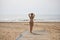 Young, blonde, beautiful woman, wearing a leopard print bikini, walking along a wooden walkway on the beach, smiling, happy,