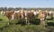 Young blonde d` aquitaine cows and calfs in green spring landscape near dutch town of geldermalsen