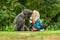 Young blonde girl sitting on grass having her face licked by a black labradoodle dog on a leash