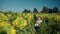 a young blonde girl in a sunflower field reads a book, looks around, waits