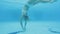 Young blonde woman performs an underwater handstand in a swimming pool