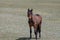Young blood bay wild horse colt of spanish descent in the western USA