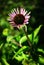 Young blooming echinacea flower