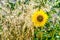 Young blooming sunflower on a blurred background stalks of ripe oats