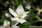 A young blooms of apple tree in afternoon hours on our small garden. Springtime is here