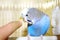 Young blue budgerigar and human finger