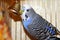 Young blue budgerigar is pecking a golden bell