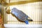 Young blue budgerigar is pecking a golden bell