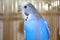 Young blue budgerigar portrait