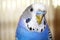 Young blue budgerigar portrait