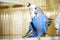 Young blue budgerigar is stretching his wing