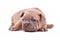 Young blue fawn colored French Bulldog dog puppy on white background