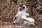Young Blue-footed Booby. Bird shed feathers, Isla de la Plata Plata Island, Ecuador