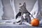 Young blue French Bulldog wearing halloween bat costume wings sitting next to pumpkin in front of gray background