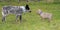 Young Blue Heeler and a Weimaraner puppy getting acquainted