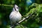 Young Blue Jay All Puffed Up