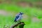 Young  Blue jay  Cyanocitta cristata in the forest