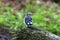 Young  Blue jay  Cyanocitta cristata in the forest