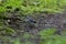 Young  Blue jay  Cyanocitta cristata in the forest