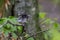 Young  Blue jay  Cyanocitta cristata in the forest