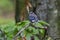 Young  Blue jay  Cyanocitta cristata in the forest