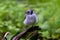 Young  Blue jay  Cyanocitta cristata in the forest