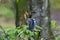 Young  Blue jay  Cyanocitta cristata in the forest