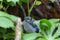 Young  Blue jay  Cyanocitta cristata in the forest