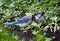 Young Blue Jays Or Cyanocitta Cristata