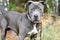 Young Blue nose Pitbull Terrier dog outside on leash