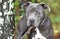 Young Blue nose Pitbull Terrier dog outside on leash