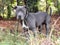 Young Blue nose Pitbull Terrier dog outside on leash