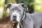 Young Blue nose Pitbull Terrier dog outside on leash