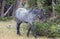 Young Blue Roan Stallion wild horse mustang on Sykes Ridge in the Pryor Mountains wild horse range in Montana USA