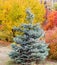 Young blue spruce against trees and shrubs with autumn foliage