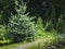 Young blue spruce Picea pungens grows in a landscape ornamental garden. The Blue spruce is located on the left side of a pebbled g