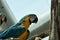 Young Blue-and-yellow Macaw. Domestic, standing