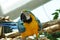 Young Blue-and-yellow Macaw. Domestic, standing