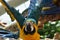 Young Blue-and-yellow Macaw. Domestic, standing