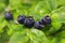 Young blueberries grow on a bush in the forest. Russia. July