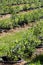 Young blueberry bushes on organic plantation. Orchard in summer.