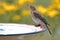 Young Bluebird Drinking