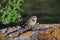 A young bluethroat sits on a concrete structure covered with lichen.