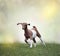 Young boer goat