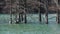 Young bog cypresses stand in the lake water