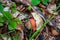 The young bolete on the ground